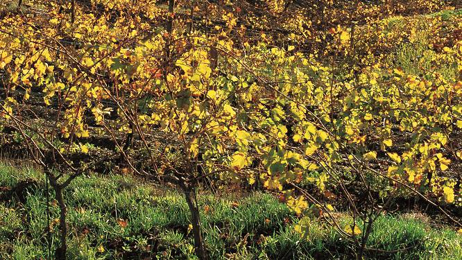 Priorat Vineyard