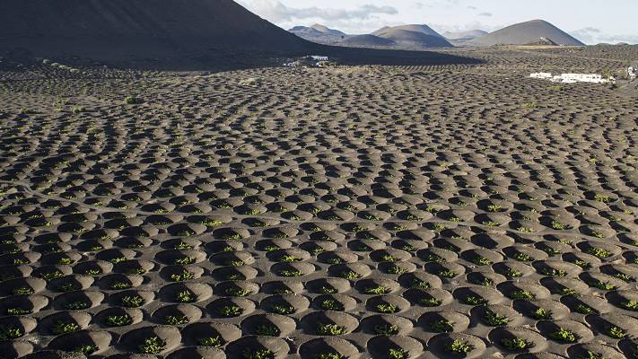 Lanzarote vineyard