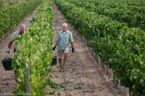 Purgatori vineyard - Familia Torres