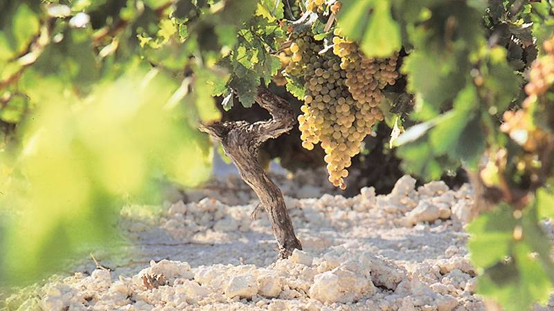 Albariza soil Sherry