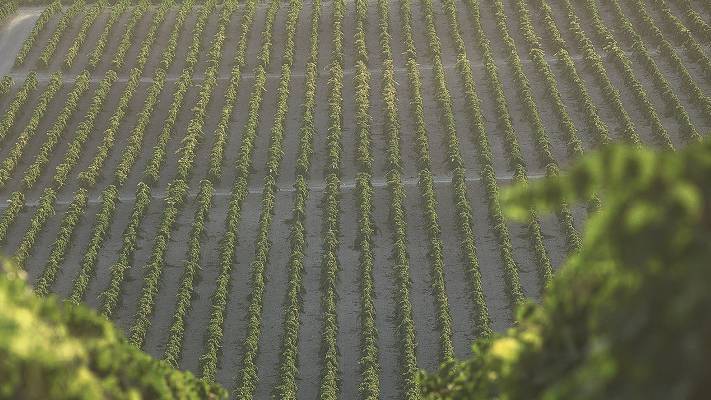 Viñedo en Jerez