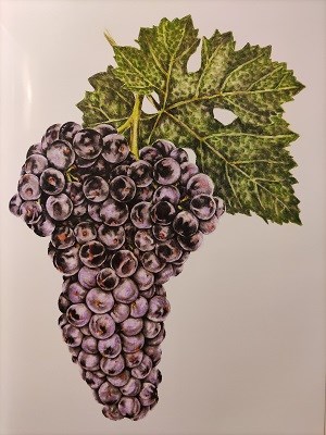 Ilustración de la variedad tempranillo, también llamada tinta del país